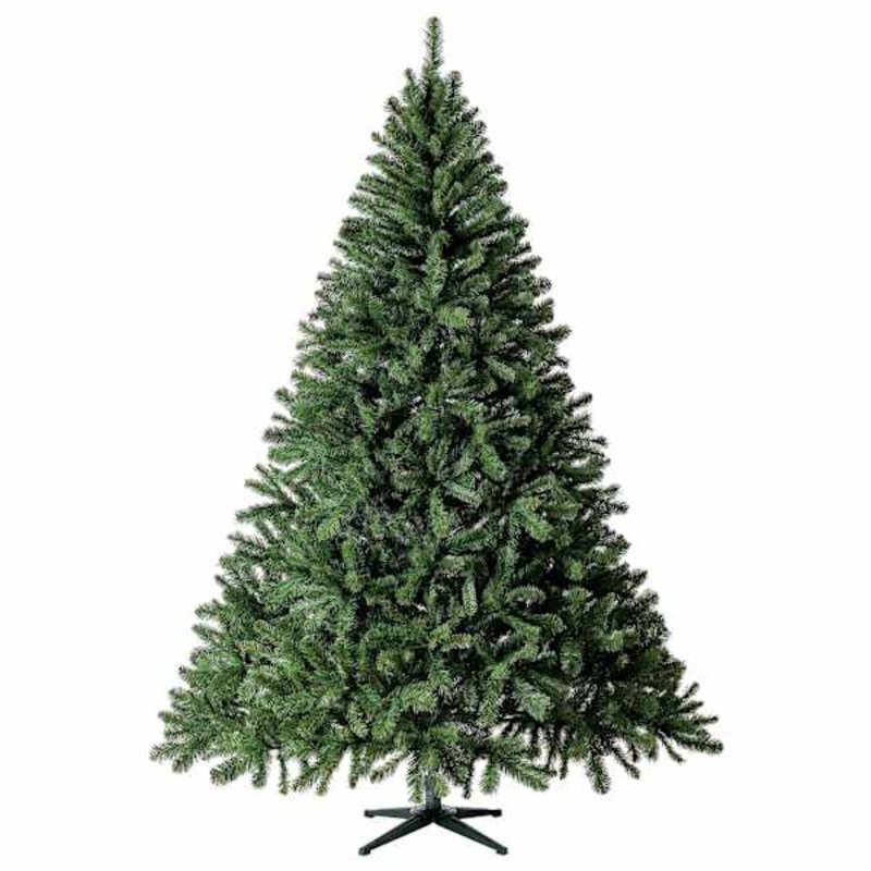 (B11) Unlit Nordmann Fir Christmas Tree, 7.5′