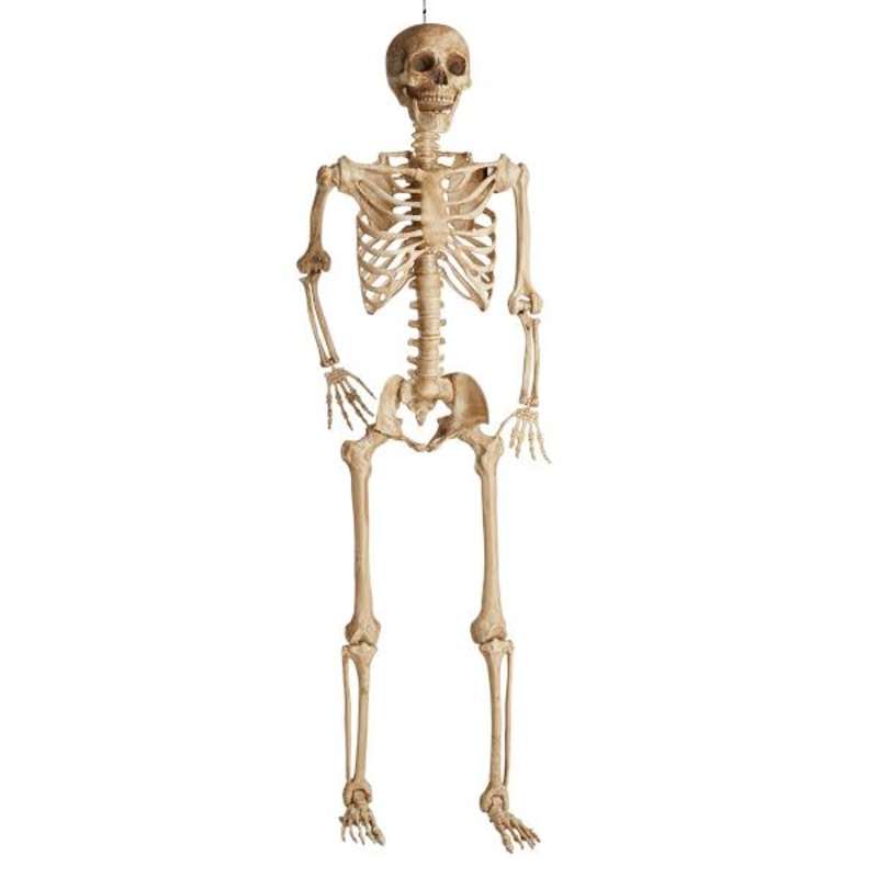 7ft Posable Skeleton